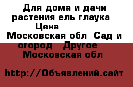 Для дома и дачи-растения ель глаука › Цена ­ 3 500 - Московская обл. Сад и огород » Другое   . Московская обл.